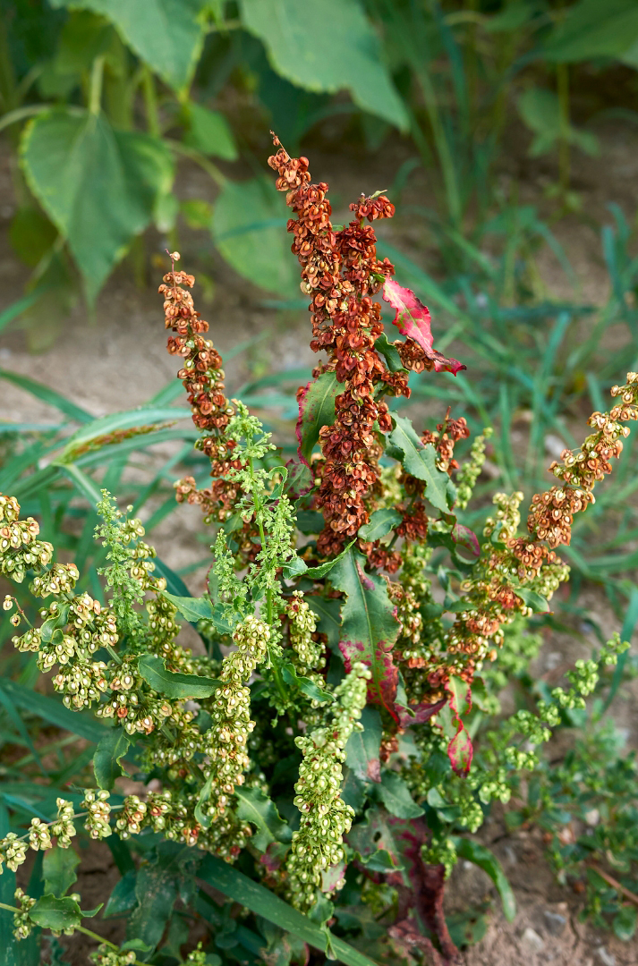 une plante s'appelant Rumex