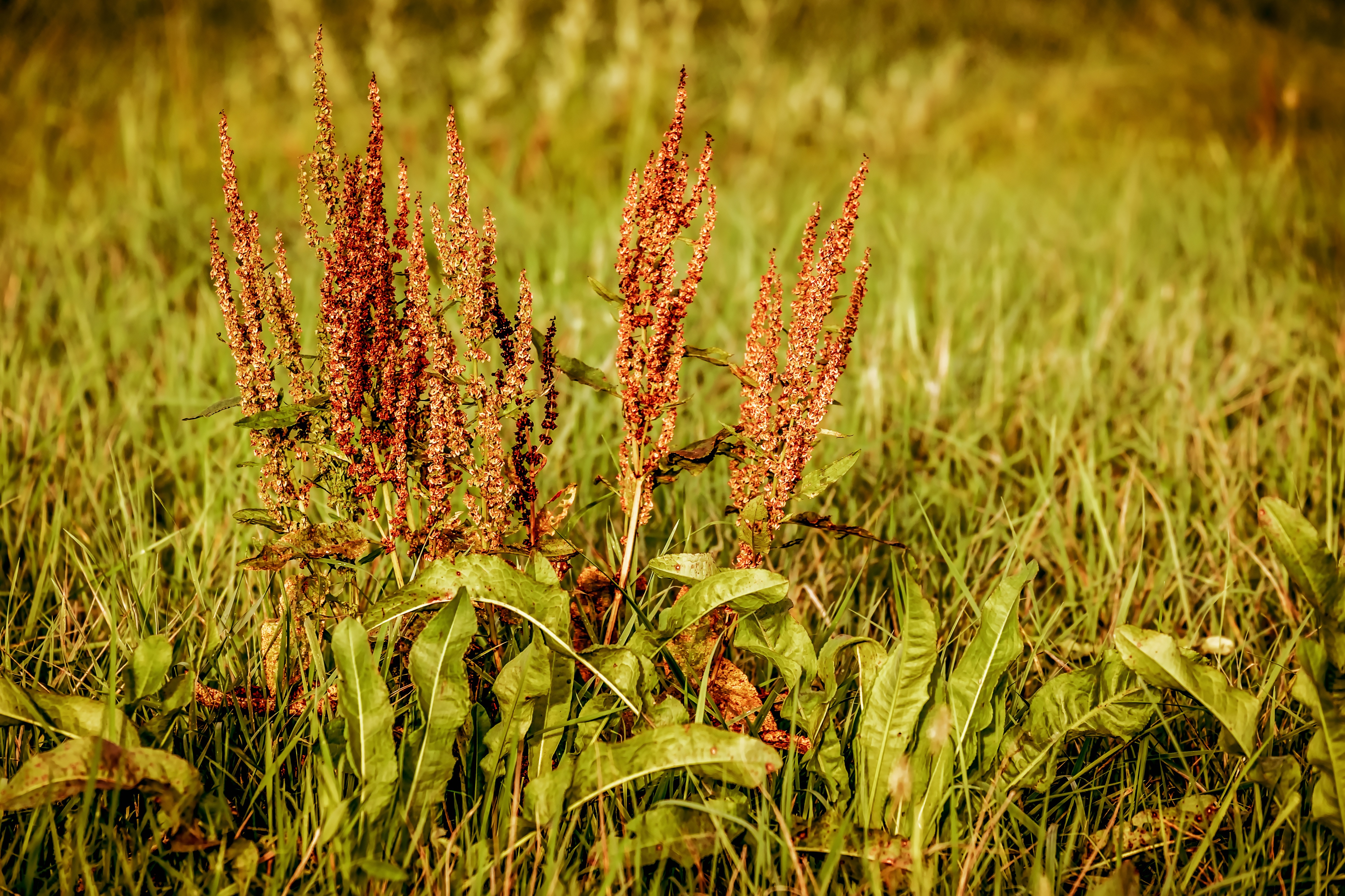 Image d'un plan de rumex dans une prairie. 