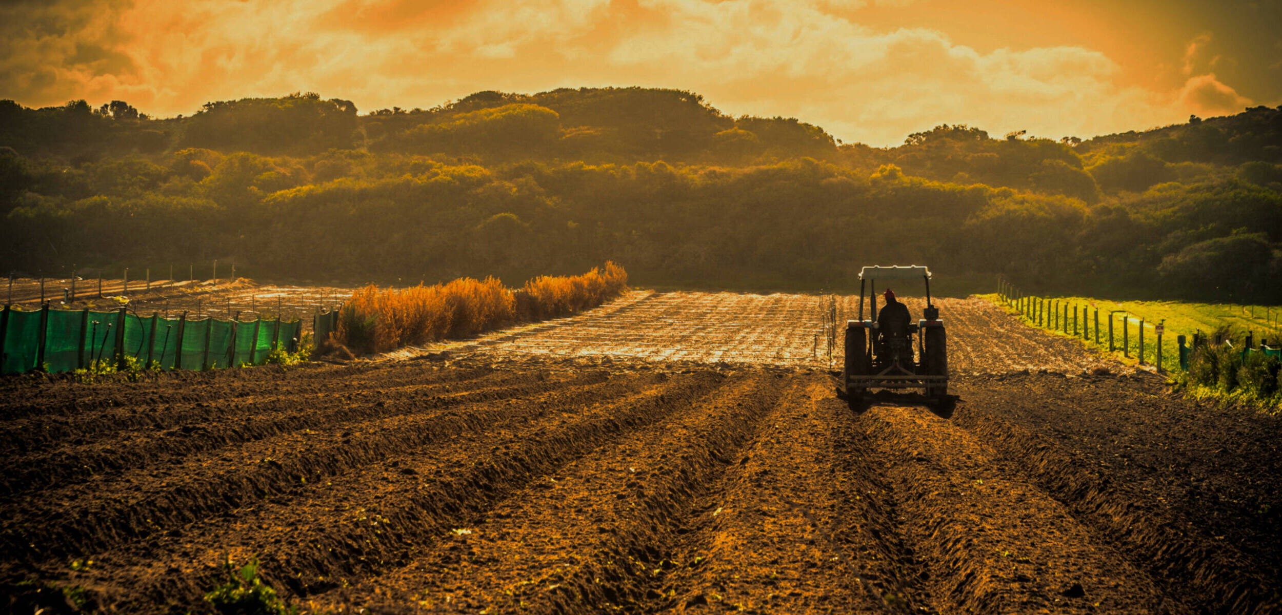 Un tracteur dans un champs