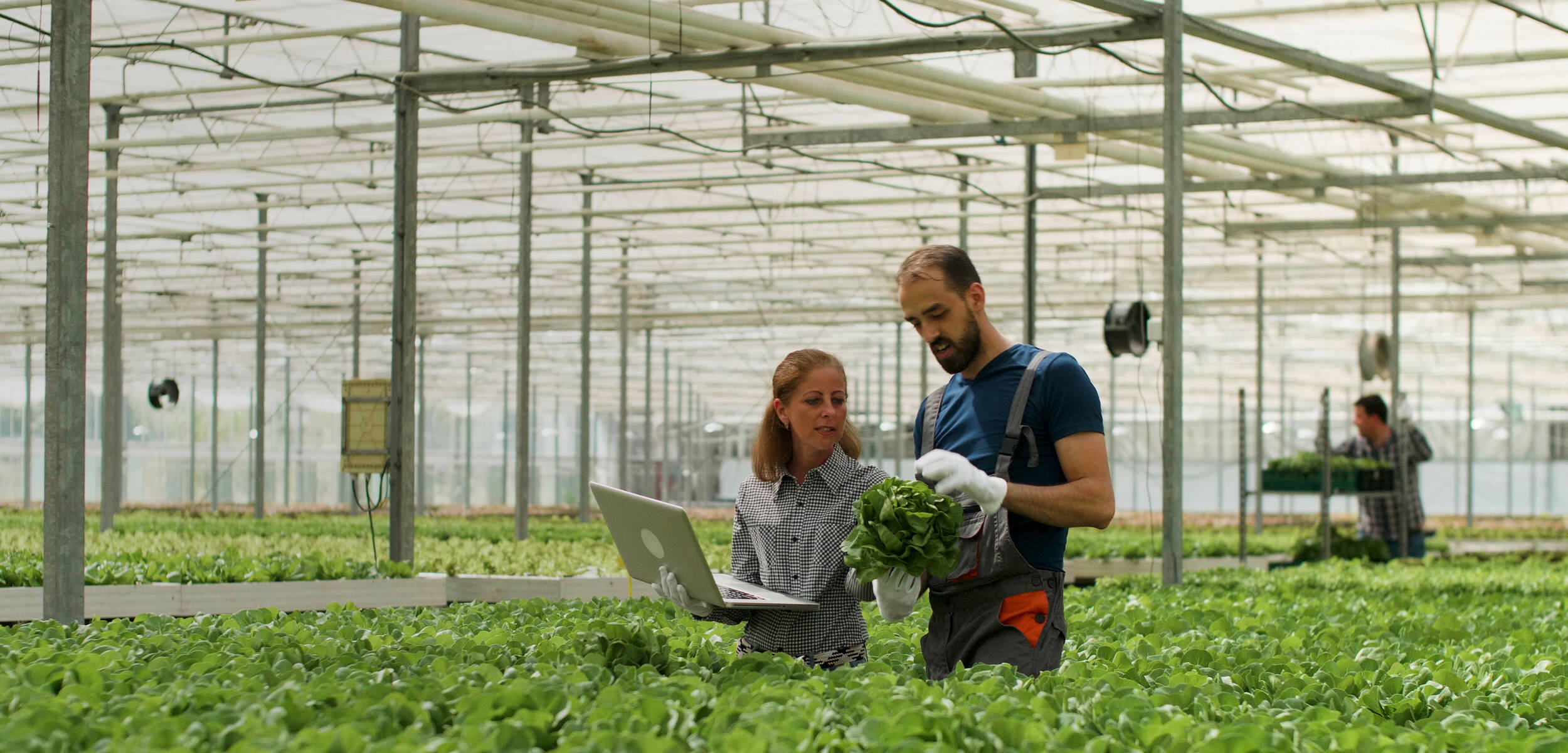 Un homme et une femme travaillant au milieu d'une serre