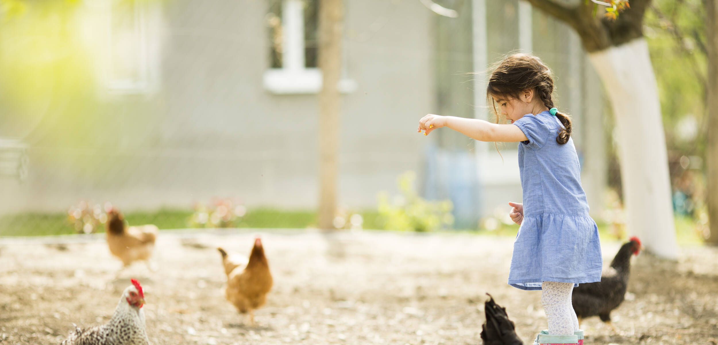 Petite fille qui nourrit des poules au grain