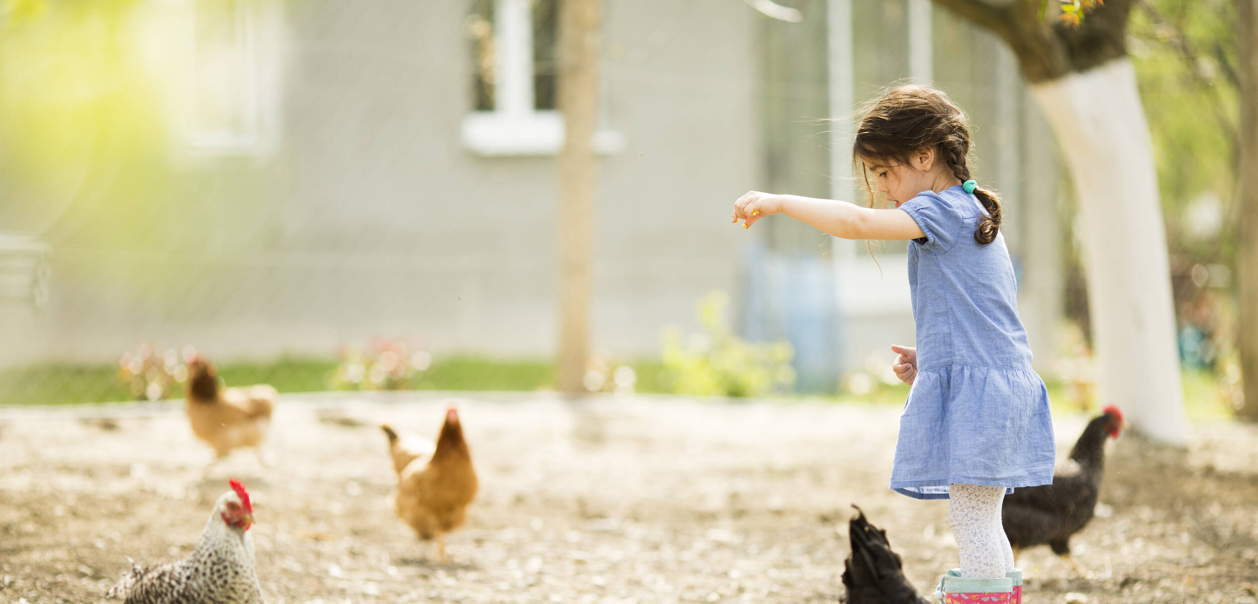 Petite fille qui nourrit des poules au grain