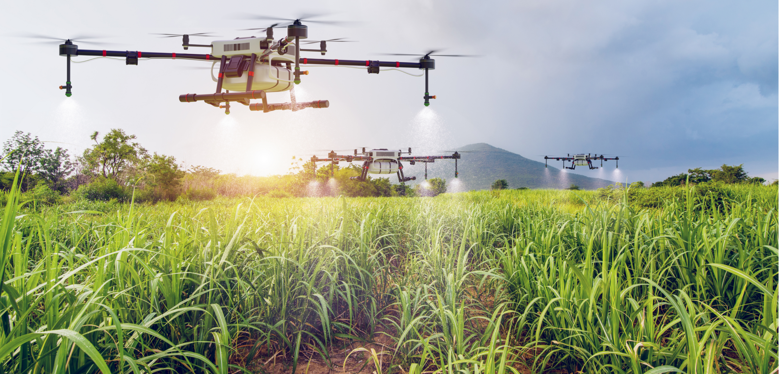 Drone dans un champs