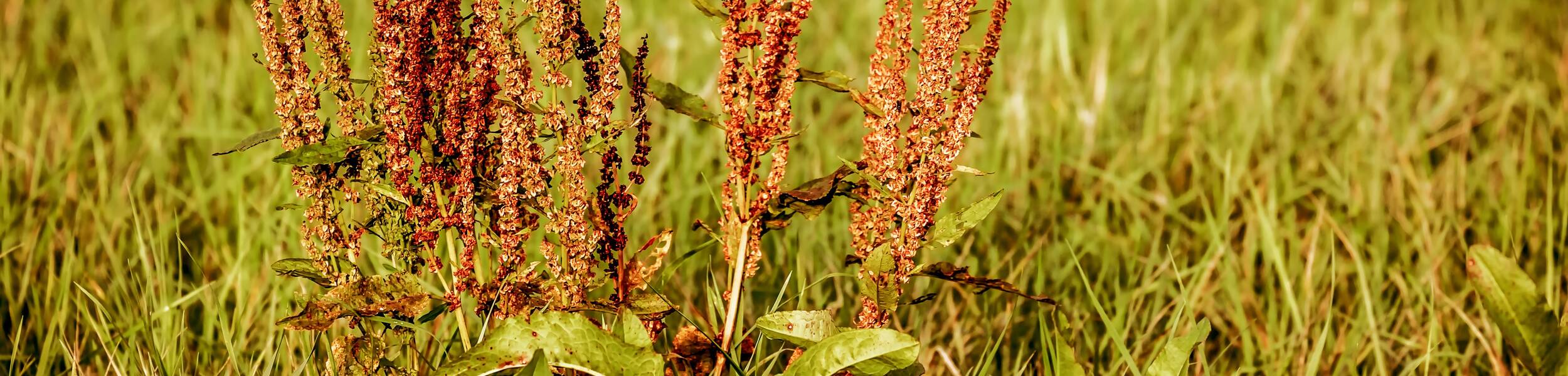 Image d'un plan de rumex dans une prairie. 