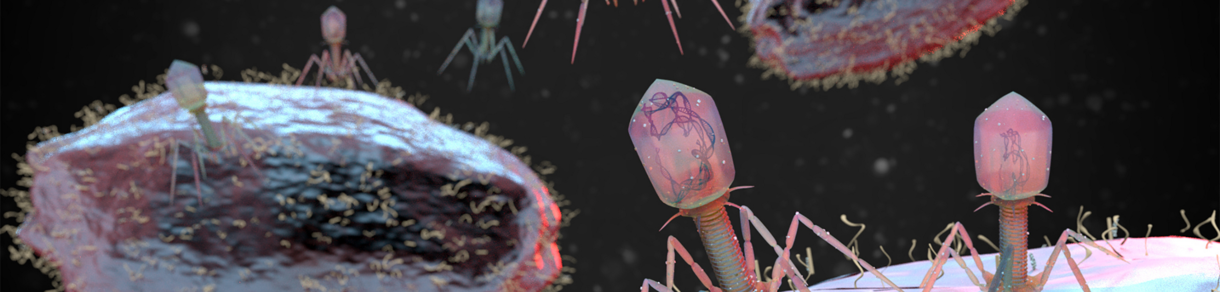 Image de bactériophages