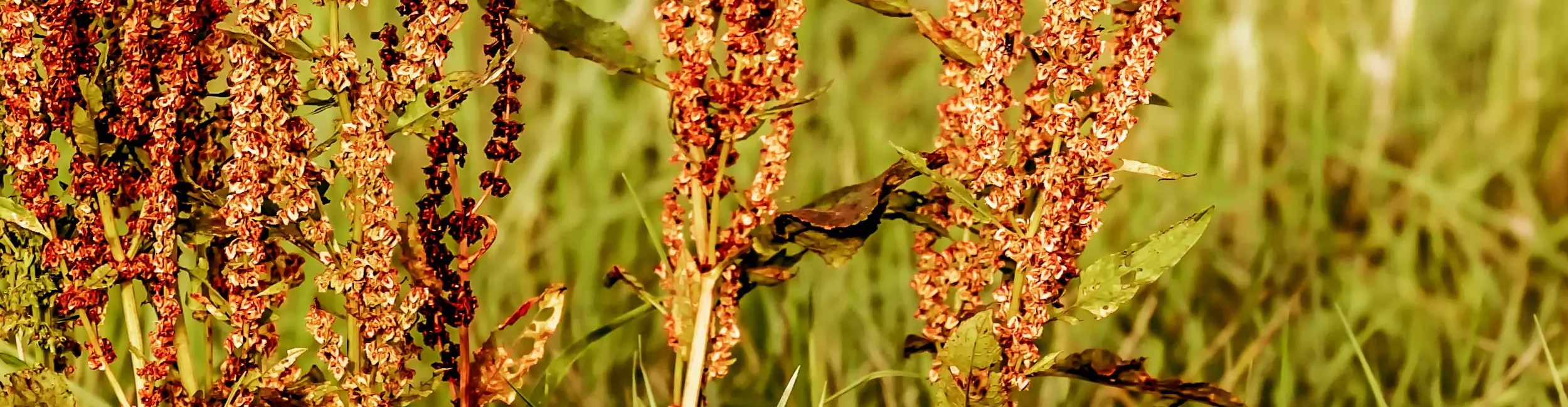 Image d'un plan de rumex dans une prairie. 