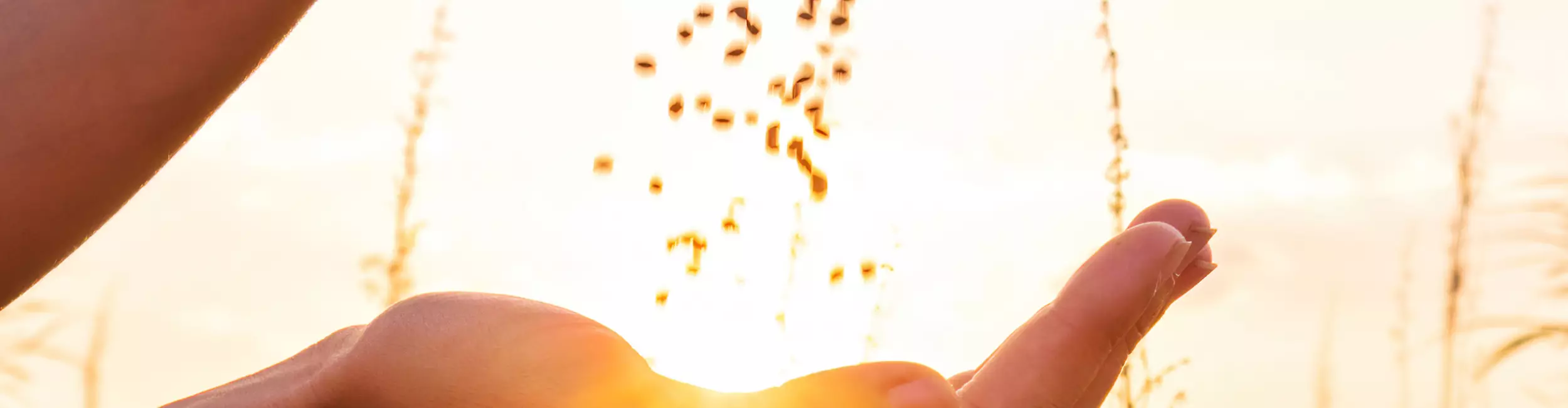 Mains tenant des graines.