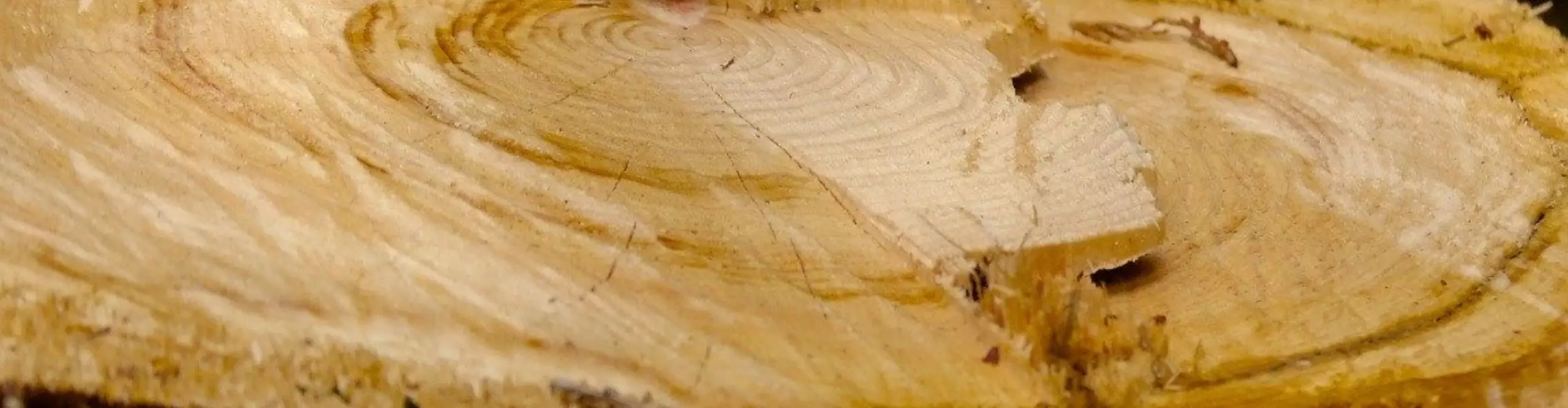 Tronc d'arbre