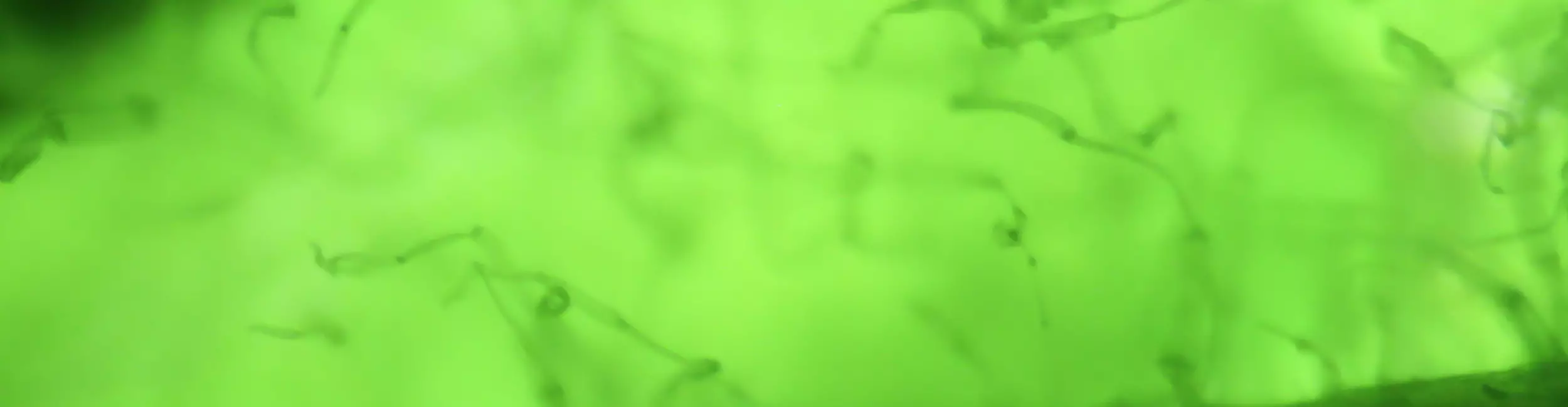 Microalgues