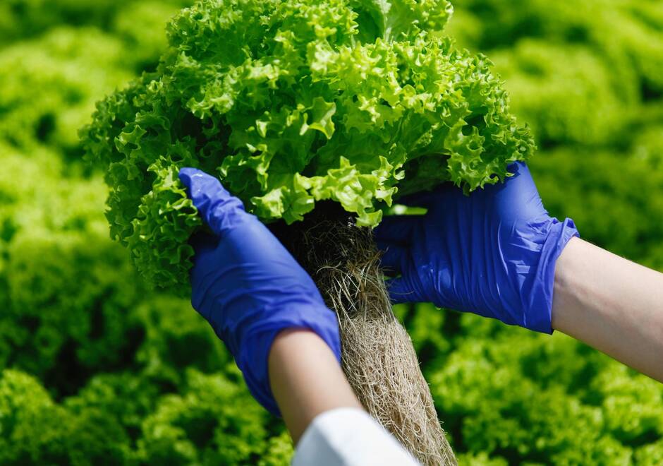Vue des mains d'une femme qui portent une salade dans une serre