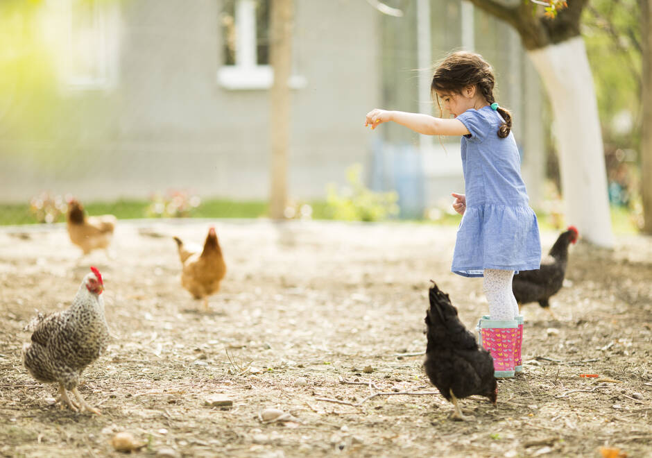 Petite fille qui nourrit des poules au grain
