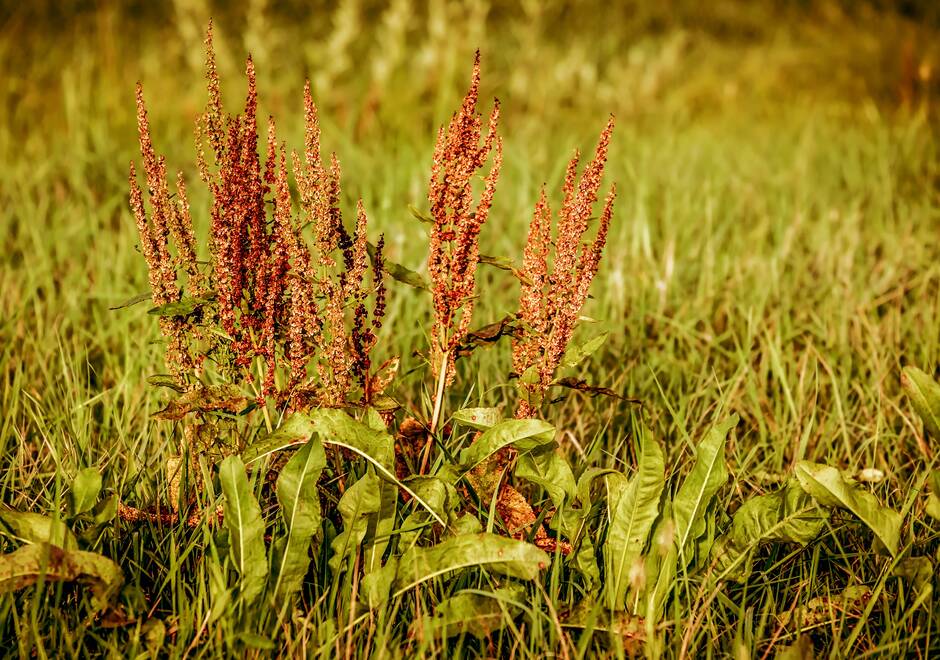 Image d'un plan de rumex dans une prairie. 