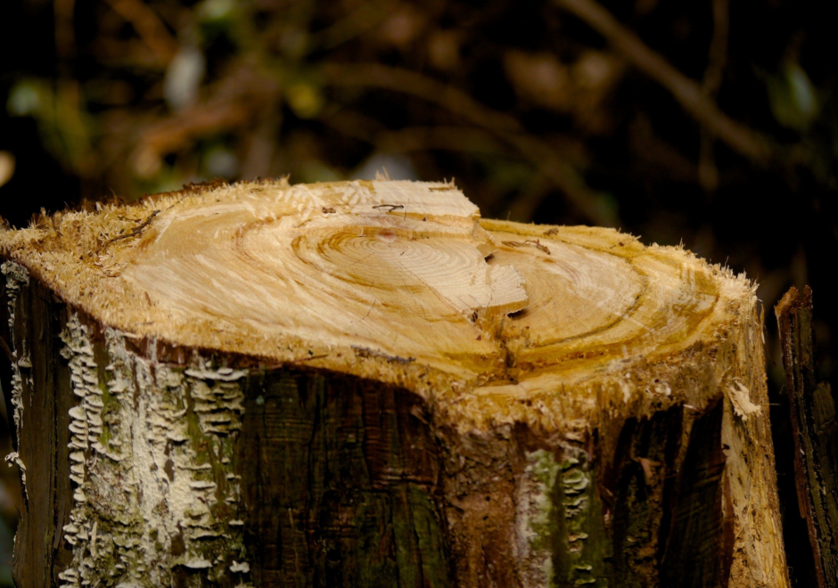 Tronc d'arbre