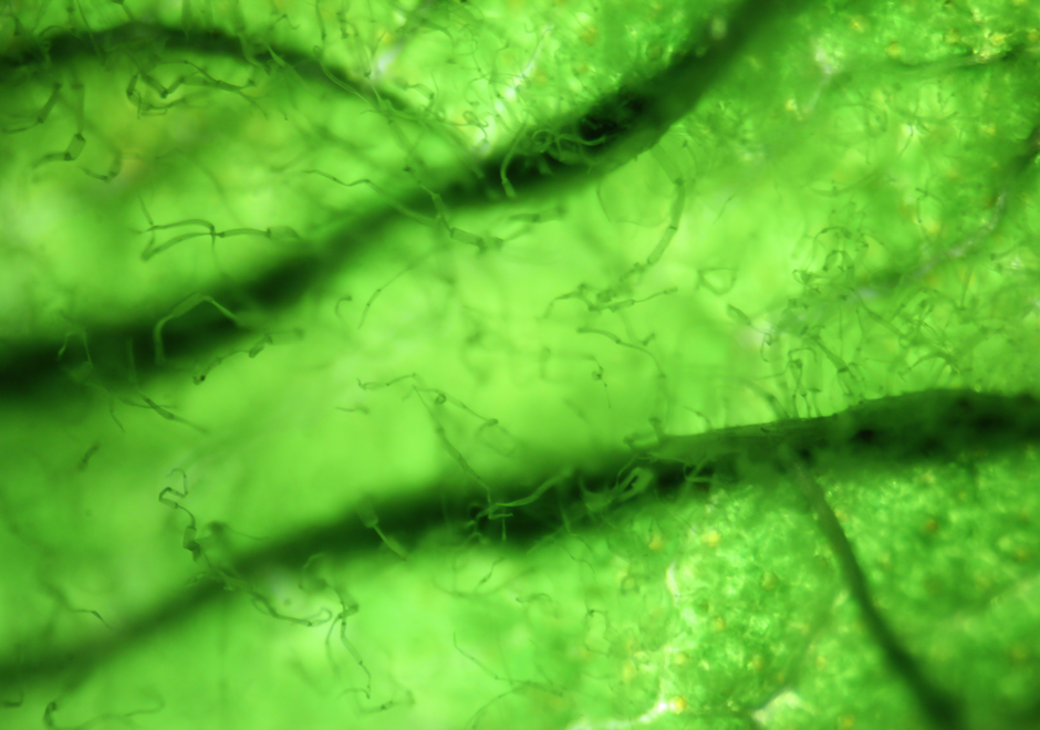 Microalgues